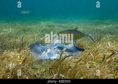 Stachelrochen auf Seegras, Dasyatis americana, Akumal und Tulum, Mexiko Stockfoto