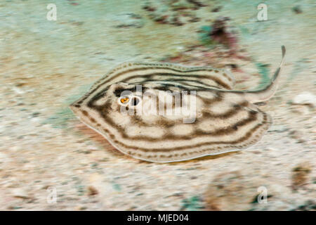 Bullseye Runde Stingray, Urobatis concentricus, La Paz, Baja California Sur, Mexiko Stockfoto