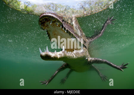 Morelets Krokodil, Crocodylus moreletii, Cancun, Yucatan, Mexiko Stockfoto