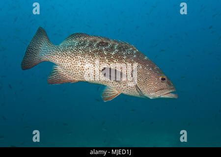 Golf Grouper, Mycteroperca jordani, Cabo Pulmo, Baja California Sur, Mexiko Stockfoto