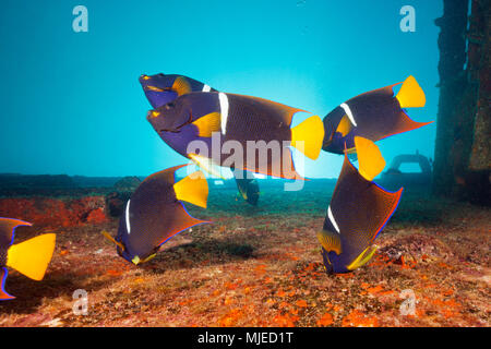 Cortez Kaiserfische an C-59 Wrack, holacanthus Passer, La Paz, Baja California Sur, Mexiko Stockfoto