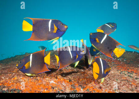 Cortez Kaiserfische in Salvatierra Wrack, holacanthus Passer, La Paz, Baja California Sur, Mexiko Stockfoto