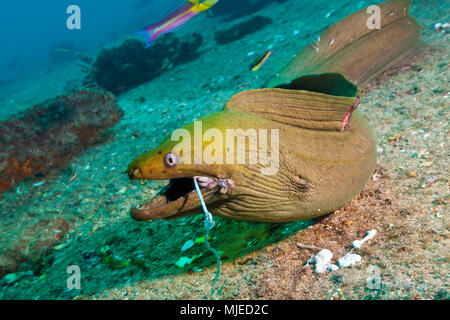 Panamic Grüne Muränen aufgelegt, Gymnothorax castaneus, La Paz, Baja California Sur, Mexiko Stockfoto