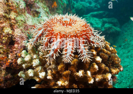 Panamic Dornenkrone Seesterne, Acanthaster ellisii, La Paz, Baja California Sur, Mexiko Stockfoto