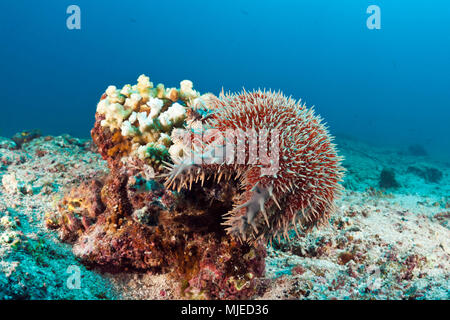 Panamic Dornenkrone Seesterne, Acanthaster ellisii, La Paz, Baja California Sur, Mexiko Stockfoto