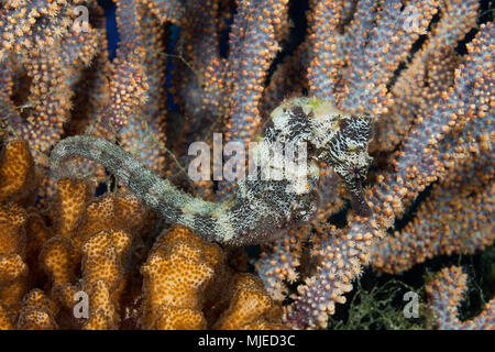 Pacific Seahorse, Hippocampus ingens, La Paz, Baja California Sur, Mexiko Stockfoto