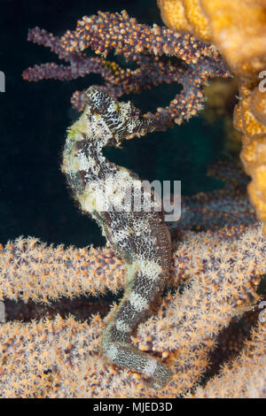 Pacific Seahorse, Hippocampus ingens, La Paz, Baja California Sur, Mexiko Stockfoto