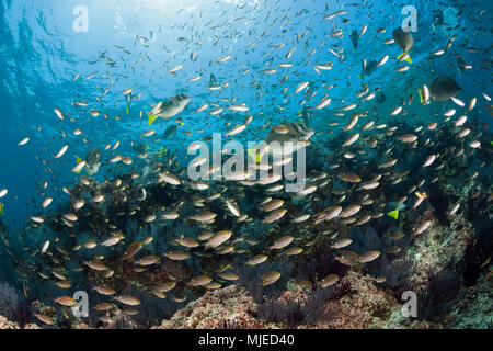 Über scissortail Chromis Coral Reef, Chromis atrilobata, La Paz, Baja California Sur, Mexiko Stockfoto