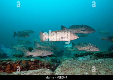 Schwarm von Golf Grouper, Mycteroperca jordani, Cabo Pulmo, Baja California Sur, Mexiko Stockfoto