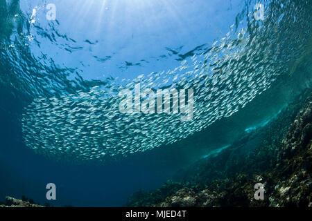 Shoal von Sardinen, sardinops Biographie <, La Paz, Baja California Sur, Mexiko Stockfoto