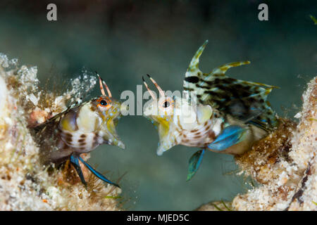 Schwer fassbaren Signal Schleimfische in bedrohlichen Haltung, Emblemaria Chamaecistus, La Paz, Baja California Sur, Mexiko Stockfoto