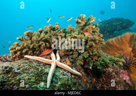 In Coral Reef, Phataria unifascialis, Cabo Pulmo, Baja California Sur, Mexiko Seestern Stockfoto