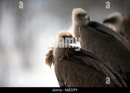 Gänsegeier (Tylose in Fulvus), Spanien Stockfoto