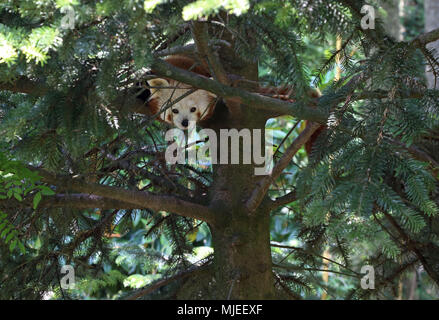 Red Panda im Baum Stockfoto