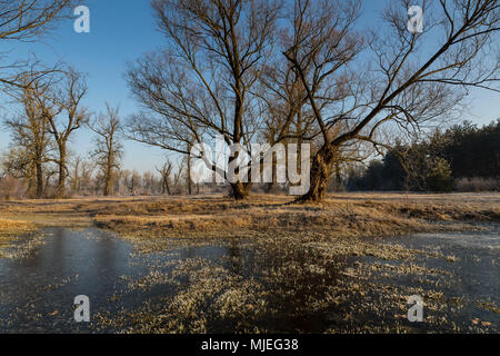 Europa, Polen, Woiwodschaft Masowien, Kamienczyk Stockfoto