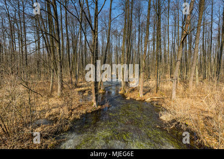 Europa, Polen, Woiwodschaft Podlachien, carska Straße, Biebrza Nationalpark Stockfoto