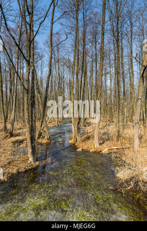 Europa, Polen, Woiwodschaft Podlachien, carska Straße, Biebrza Nationalpark Stockfoto