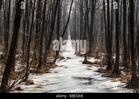 Europa, Polen, Woiwodschaft Podlachien, carska Straße, Biebrza Nationalpark, winter Stockfoto