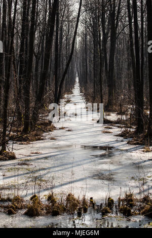 Europa, Polen, Woiwodschaft Podlachien, carska Straße, Biebrza Nationalpark, winter Stockfoto