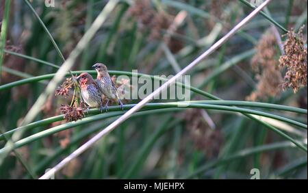 Paar Scaly-Breasted munia thront auf einem Reed Stockfoto