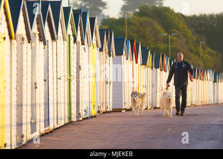 Dog Walker am Meer in Preston, Paignton, Devon, UK mit bunten Badekabinen. Stockfoto