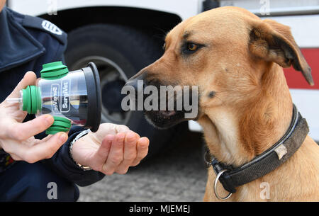 30 April 2018, Deutschland, Delmenhorst: Mitglied der Feuerwehr Delmenhorst Holding eine Beatmungsmaske für Haustiere vor Dora, den Hund. Die delmenhorst Feuerwehr ist einer der ersten in Deutschland Atemschutzmasken für Haustiere zu haben. Foto: Carmen Jaspersen/dpa Stockfoto