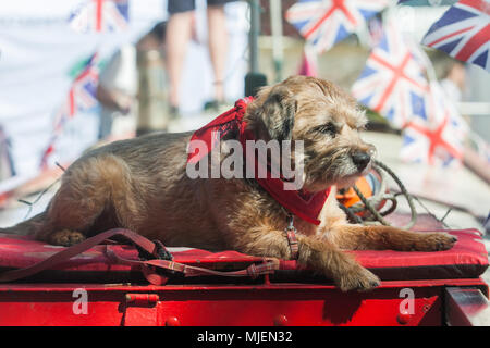 London, Großbritannien. 5 Mai, 2018. Hunde ruhen auf Lastkähne an der International Water Association (IWA) Canalway Kavalkade über das Feiertagswochenende im Mai statt, ist London die Größten, hellsten und besten Wasserstraßen Festival mit einer Vielzahl von Booten, Messe Stände und Boot Begegnungen, die stattfinden, wurde auf Klein Venedig im Norden von London seit 1983. Credit: Amer ghazzal/Alamy leben Nachrichten Stockfoto