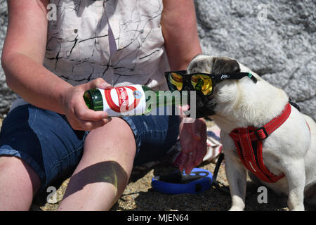 Titan der Mops Welpen sitzen auf einem heißen Strand tragen Sonnenbrillen Trinkwasser aus einer Bierflasche mit seinem Besitzer Stockfoto