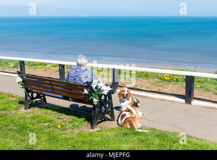 Frau mit zwei Basset Hounds an der Küste an einem heißen Sommertag. Stockfoto