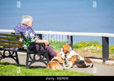 Frau mit zwei Basset Hounds an der Küste an einem heißen Sommertag. Stockfoto