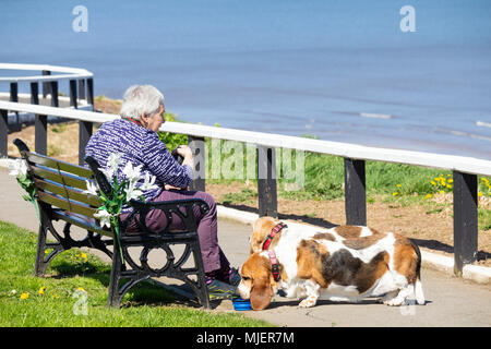 Frau mit zwei Basset Hounds an der Küste an einem heißen Sommertag. Stockfoto