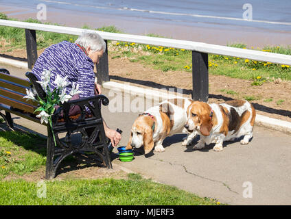 Frau mit zwei Basset Hounds an der Küste an einem heißen Sommertag. Stockfoto