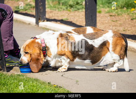 Frau mit zwei Basset Hounds an der Küste an einem heißen Sommertag. Stockfoto