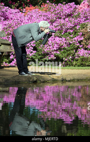 Isabella Plantation, Richmond Park, London, UK. 5. Mai 2018. Aufnehmen von Fotos im strahlenden Sonnenschein von der schillernden aray von Farben, mit den Azaleen und rhododenrons in voller Blüte an Isabella Plantation im Richmond Park, South West London. Credit: Julia Gavin/Alamy leben Nachrichten Stockfoto