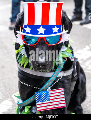 New York, USA, 5. Mai 2018. "Bruce Lee" ein service Hund von einem US Army Veteran gehört, trägt eine Brille und US-Flaggen, als er beteiligt sich an der NYC Cannabis Parade 2018, vier-zehn Jahre alten Tradition in New York City ein Ende zu Cannabis Verbot zu fordern. Foto von Enrique Ufer/Alamy leben Nachrichten Stockfoto