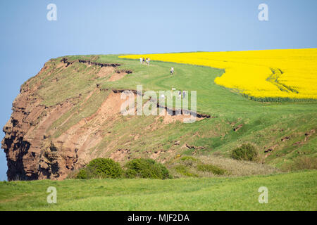 Spaziergänger auf dem Küstenwanderweg Cleveland Way in der Nähe von Saltburn am Meer, North Yorkshire, England, Großbritannien. Stockfoto