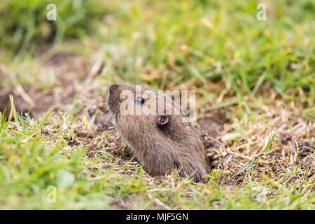 Tal Pocket Gopher (Thomomys bottae), die sich aus dem Graben. Stockfoto