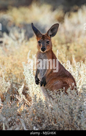 Beleuchtetes Foto einer jungen Känguru oder Joey in eine wilde Gräser, Alice Springs, Australien Stockfoto