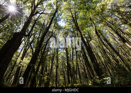 Suchen nach in die Bäume einer Rotbuche Rotbuche (Nothofagus fusca) Wald mit Sunburst in der Nähe von Milford Sound, Fiordland National Park, Neuseeland Stockfoto