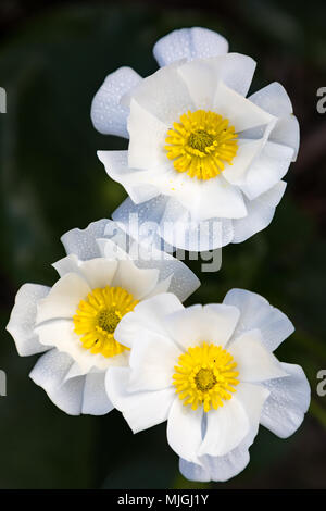 Mount Cook buttercup oder Lily (Ranunculus Lyallii) Der weltweit größte buttercup Arten in alpinen Regionen von Neuseeland einschließlich Mount Cook Aor gefunden Stockfoto