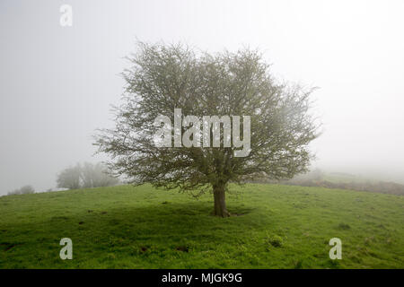 Nebeliges Wetter auf Chalk Downs in der Nähe von Knap Hill, Alton Barnes, Wiltshire, England, UK blattlosen Hawthorn tree Stockfoto