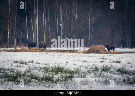 Wisente in Gruszki Dorf am Rande des Bialowieza Forest National Park in der Woiwodschaft Podlachien in Polen Stockfoto