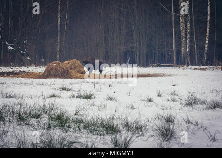 Europäische Bisons auf einer Wiese in Gruszki Dorf am Rande des Bialowieza Forest National Park in der Woiwodschaft Podlachien in Polen Stockfoto