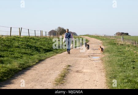 Ridgeway langen Fußweg nach Westen am Hackpen Hill, Wiltshire, England, Großbritannien Frau gehende Hunde Stockfoto