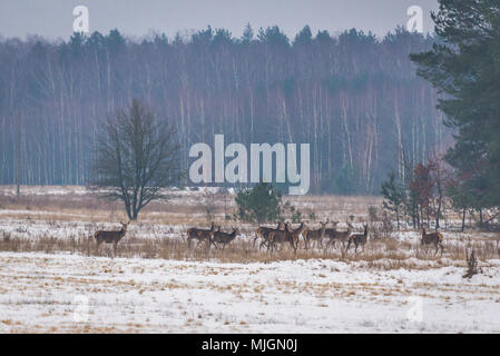 Rehe im Winter Feld in der Woiwodschaft Podlachien in Polen Stockfoto