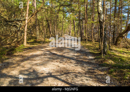 Trollskogen Naturschutzgebiet auf Oland, Schweden. Einfacher Zugriff auf breiten Wanderwegen durch den Wald, für Straßenbahnen und Rollstühle geeignet, üblich sind in der r Stockfoto