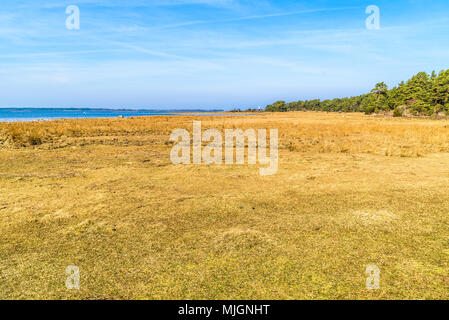 Trollskogen Naturschutzgebiet auf Oland, Schweden. Küsten Wiese an einem sonnigen Frühlingstag öffnen. Der Leuchtturm lange Erik in der Ferne sichtbar. Stockfoto