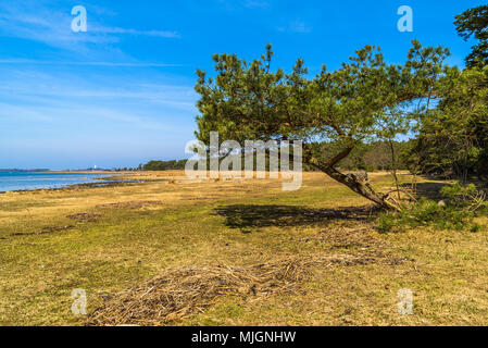 Trollskogen Naturschutzgebiet auf Oland, Schweden. Einen kleinen schiefen Kiefer auf die offene Landschaft. Stockfoto