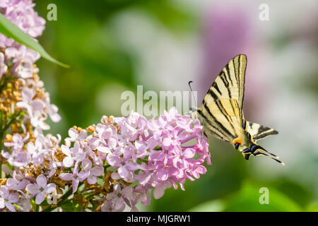 Östlichen Schwalbenschwanz Schmetterling (Papilio glaucus) am Fliederbusch Blüten Pollen sammeln, verschwommenes bunten Hintergrund. Stockfoto