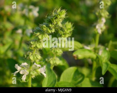 Heiliges Basilikum Blumen Stockfoto